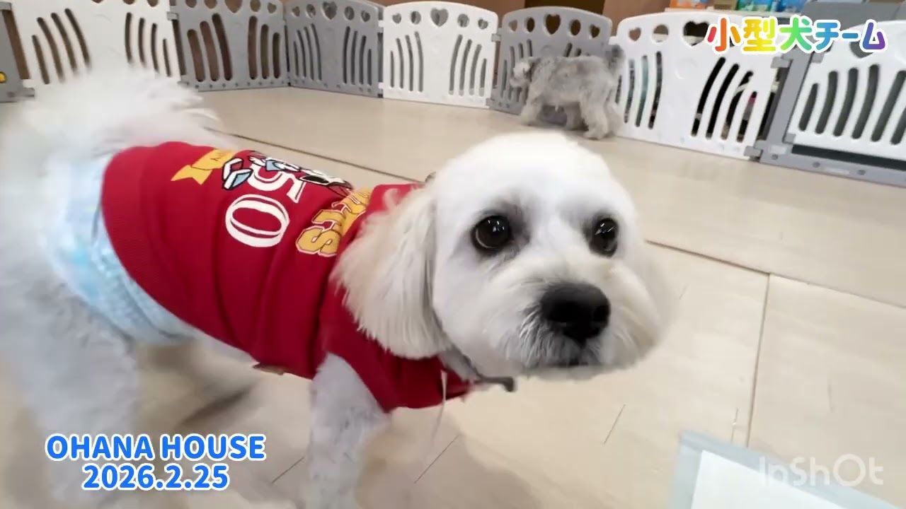 広場あそび（小型犬チーム）