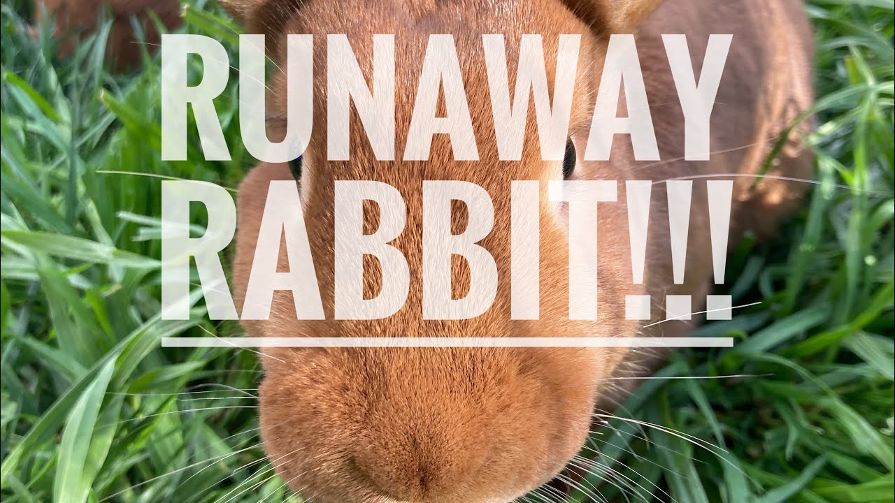 Catching a Runaway Rabbit / Red New Zealand / Aviary Birds And Co