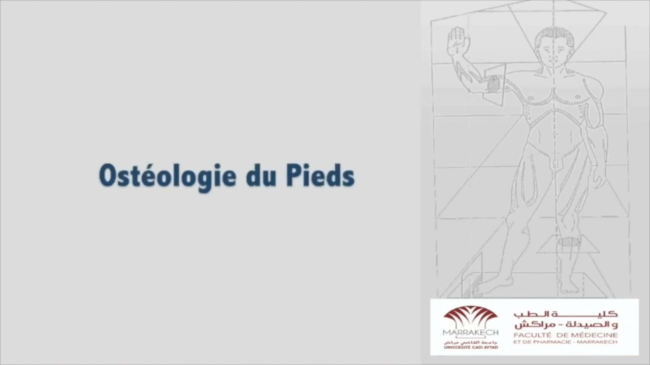 ANATOMIE FMPM PIED