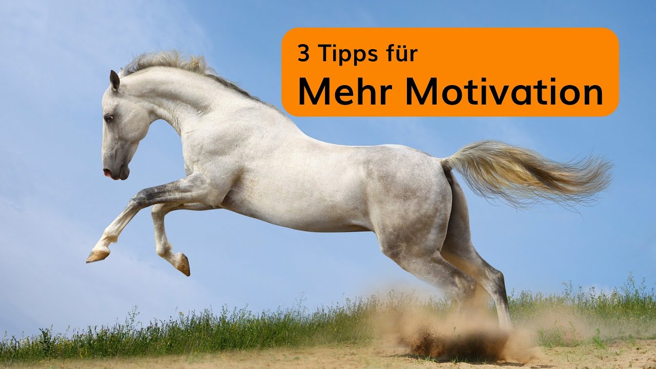 So bekommst du ein aufmerksames, motiviertes & fleißiges Pferd