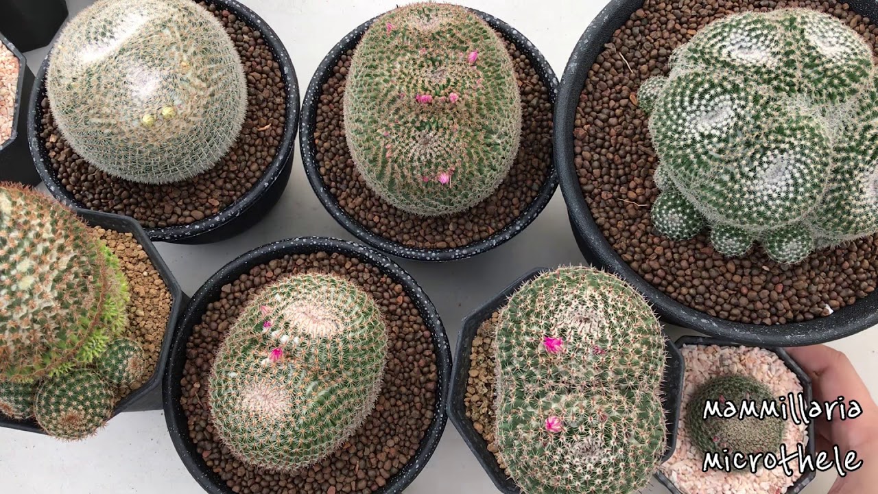 แนะนำสายพันธุ์แคคตัส EP.2 มารู้จักกับ..แมมนกฮูก..กันเถอะ (Mammillaria microthele)| PB CACTUS Channel