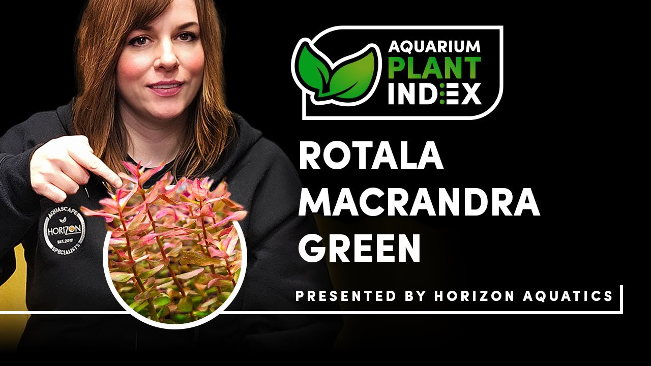 Уход за зелёными аквариумными растениями Rotala Macrandra | Советы по выращиванию, освещению и CO2