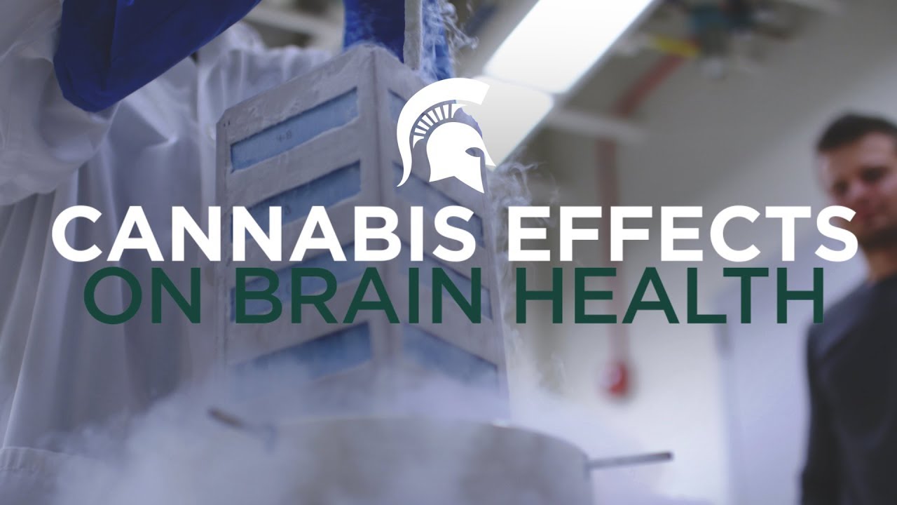 Brain Health: Exploring the role of cannabis in treating serious diseases
