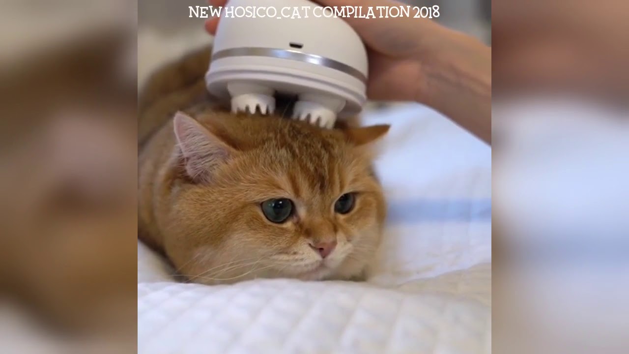Hosico Cat hosico_cat Instagram Compilation 2019