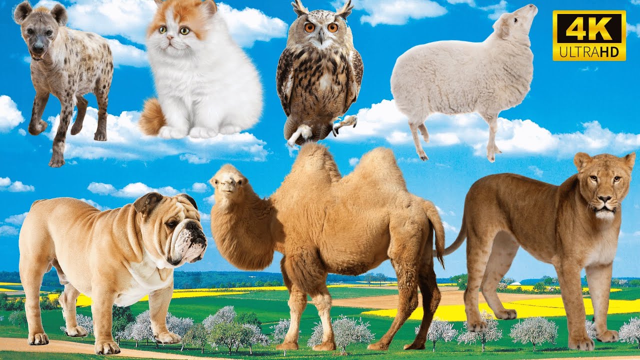 Charming Animal Moments: Hyena, Cat, Owl, Sheep, Dog, Camel, Lion - Cute Pet Sounds