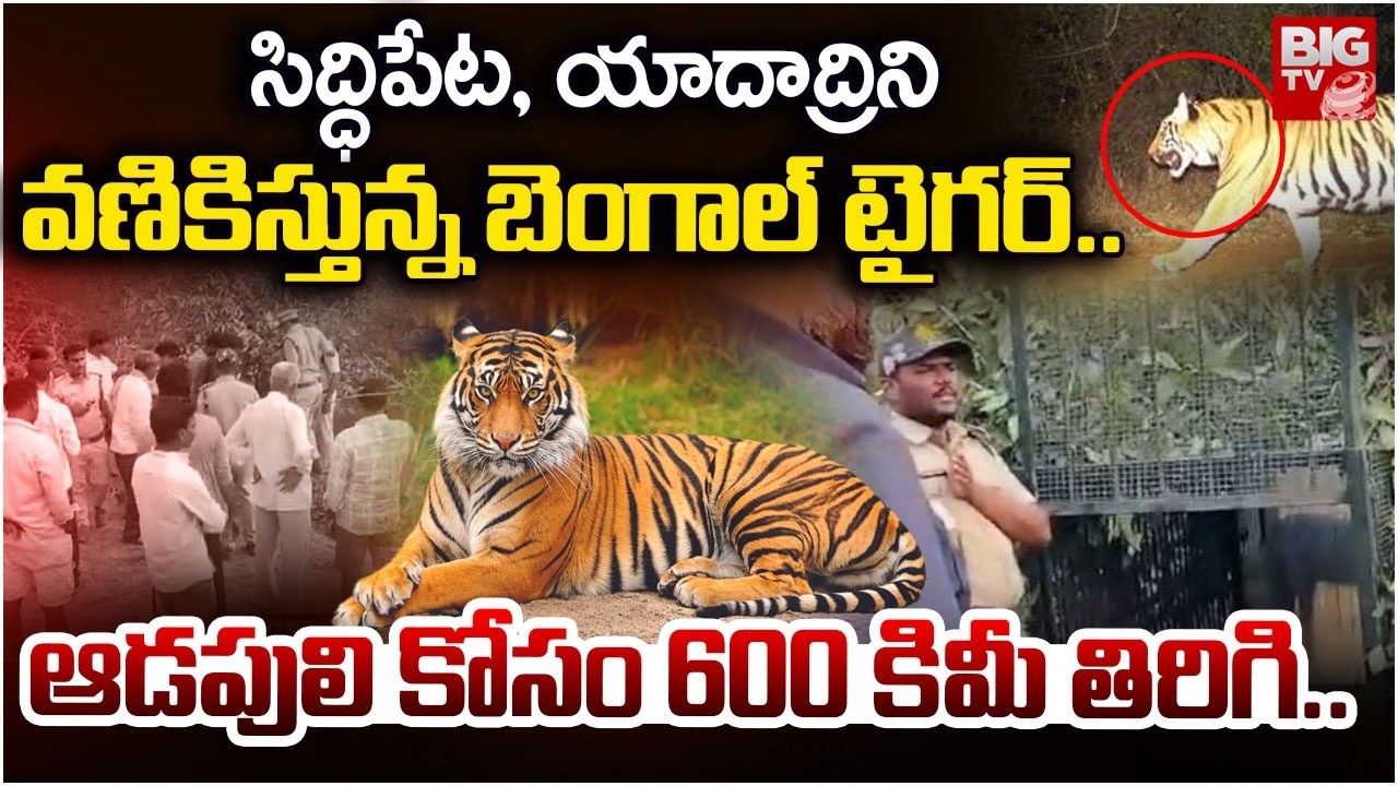 యాదాద్రిని వణికిస్తున్న బెంగాల్ టైగర్..| Bengal Tiger Hulchal in Yadadri | Tiger Latest News | BIGTV