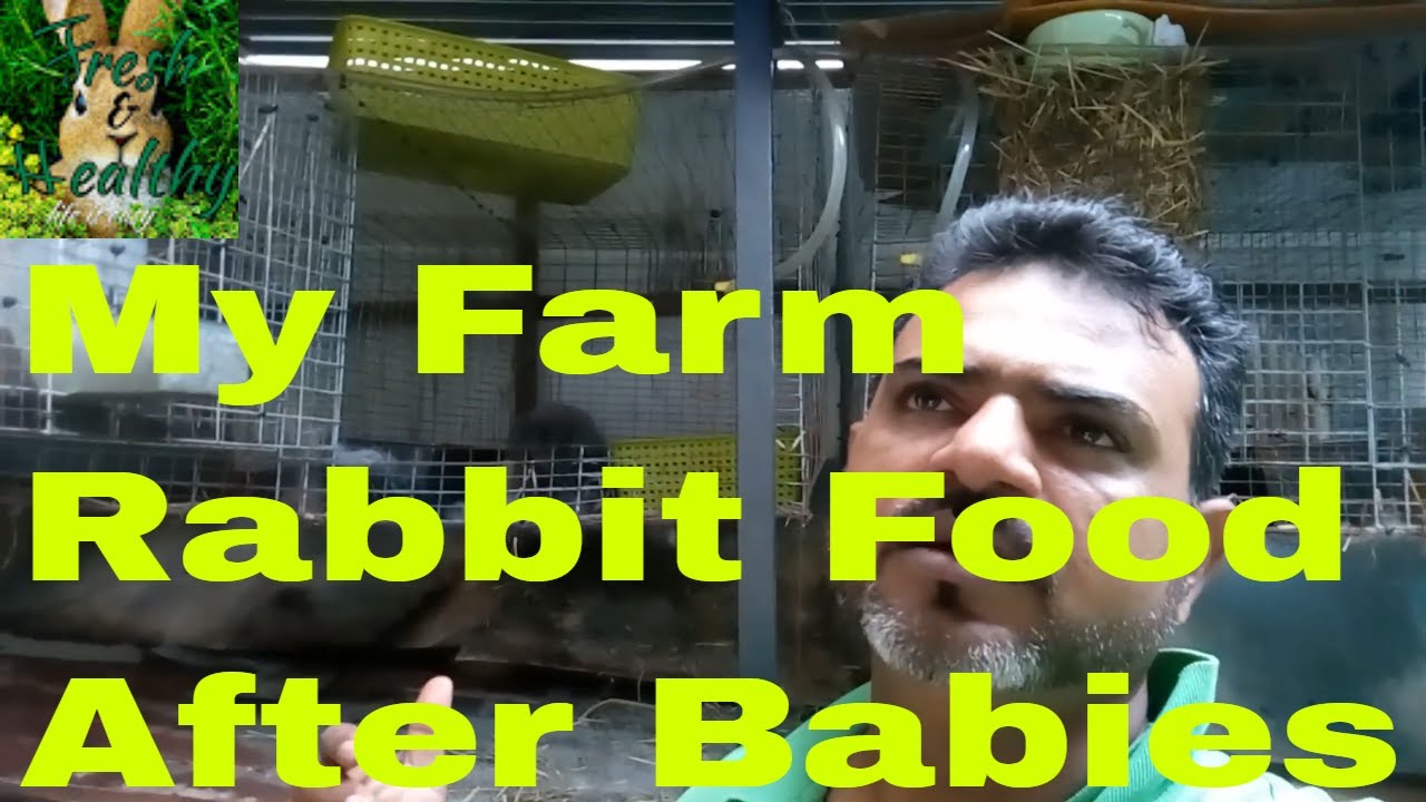 Rabbit food after delivery