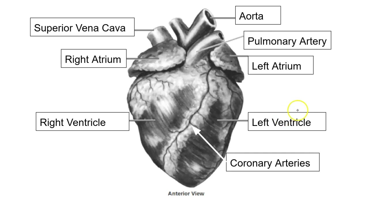 Cardiovascular System Heart Anatomy