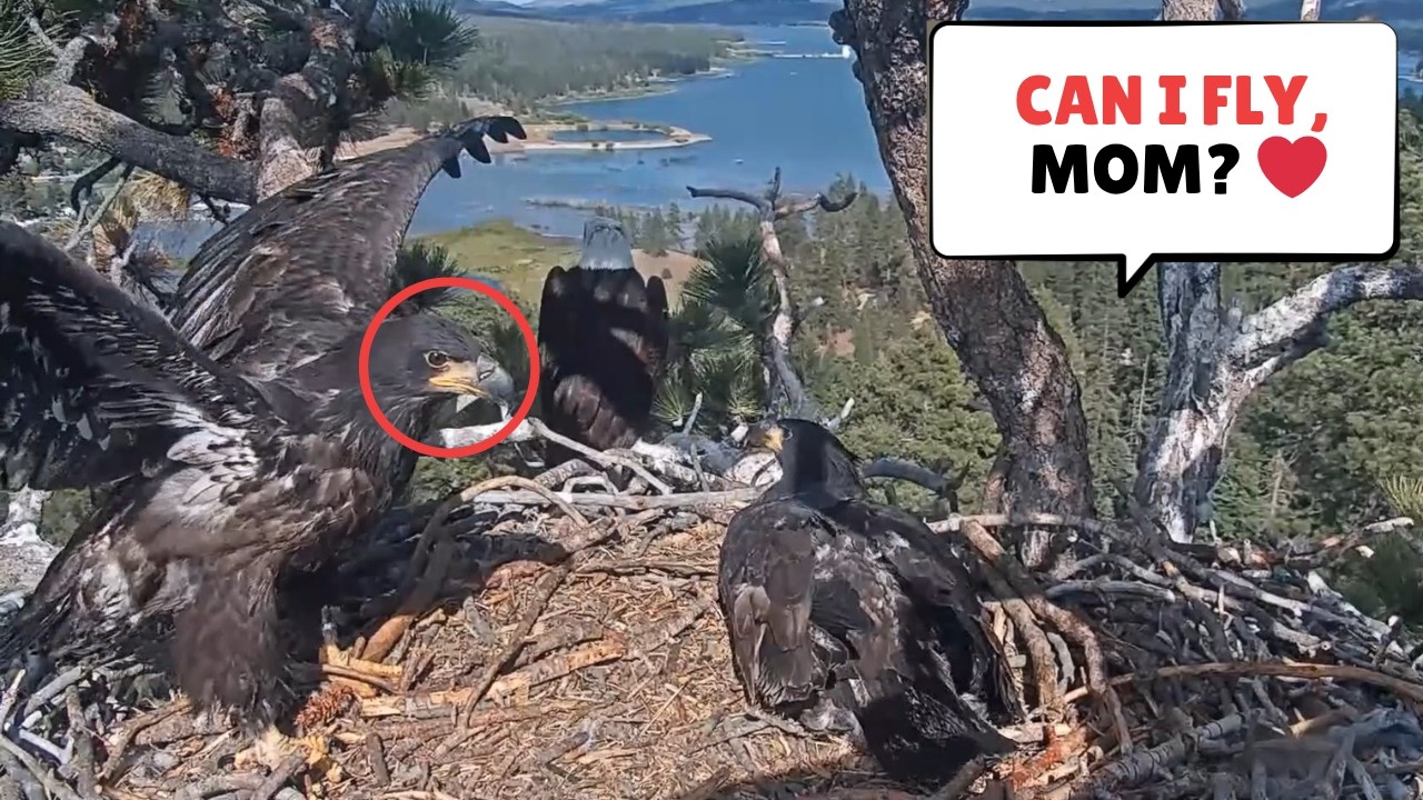 Can I Fly, Mom?