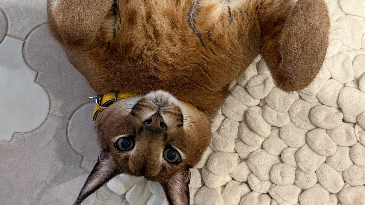 Playing with Pumba