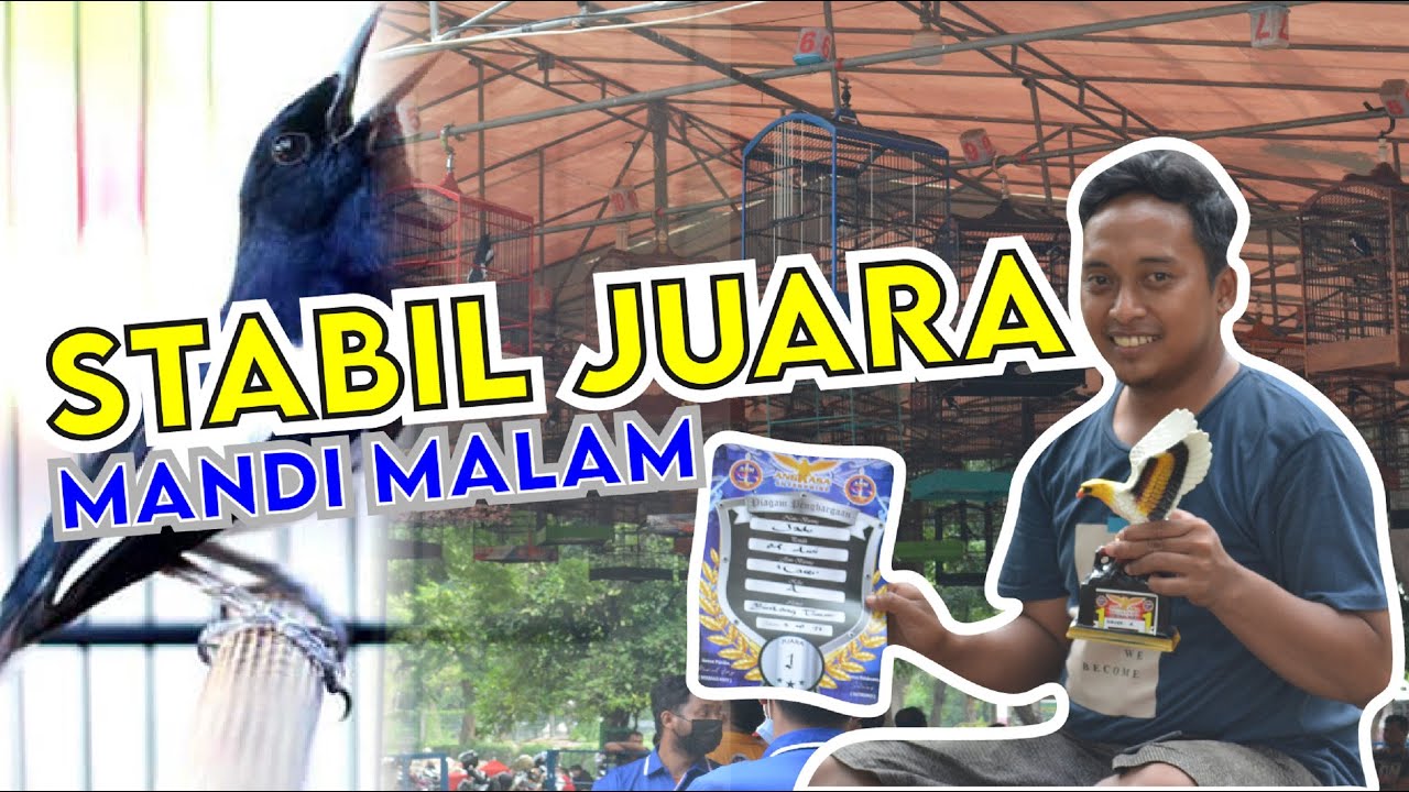 SETTINGAN KACER MANDI MALAM STABIL JUARA KACER JUARA ANGKASA ENTERPRISE - BEDAH SETTINGAN By HoBi ID
