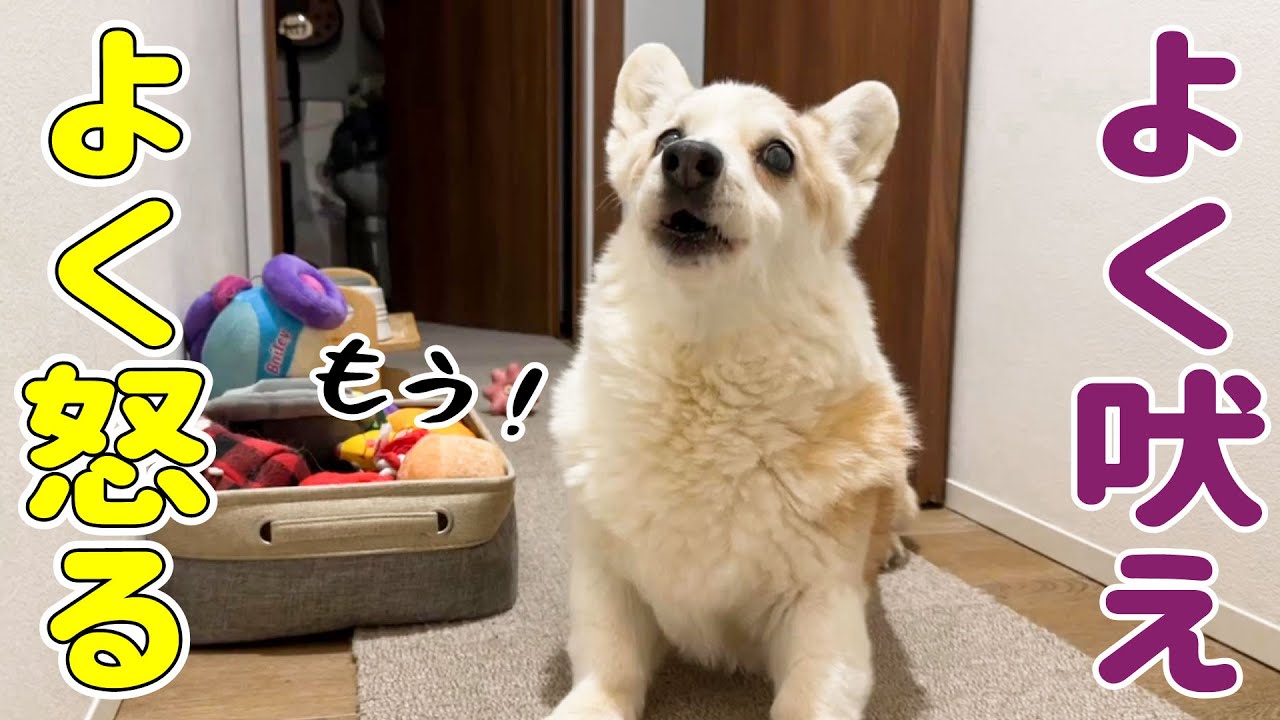 愛犬の変化に戸惑っています【シニア犬13才】