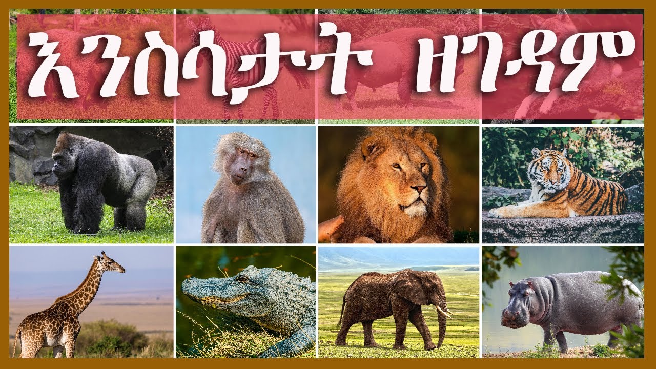 FIDEL TV - Wild Animals in Tigrigna and English | እንስሳታት ዘገዳም ብትግርኛን እንግሊዘኛን