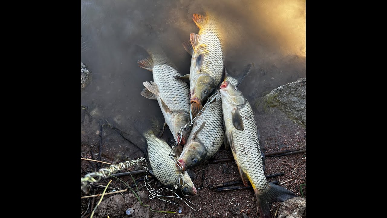 Ascarate Lake fishing for carp May 13, 2024
