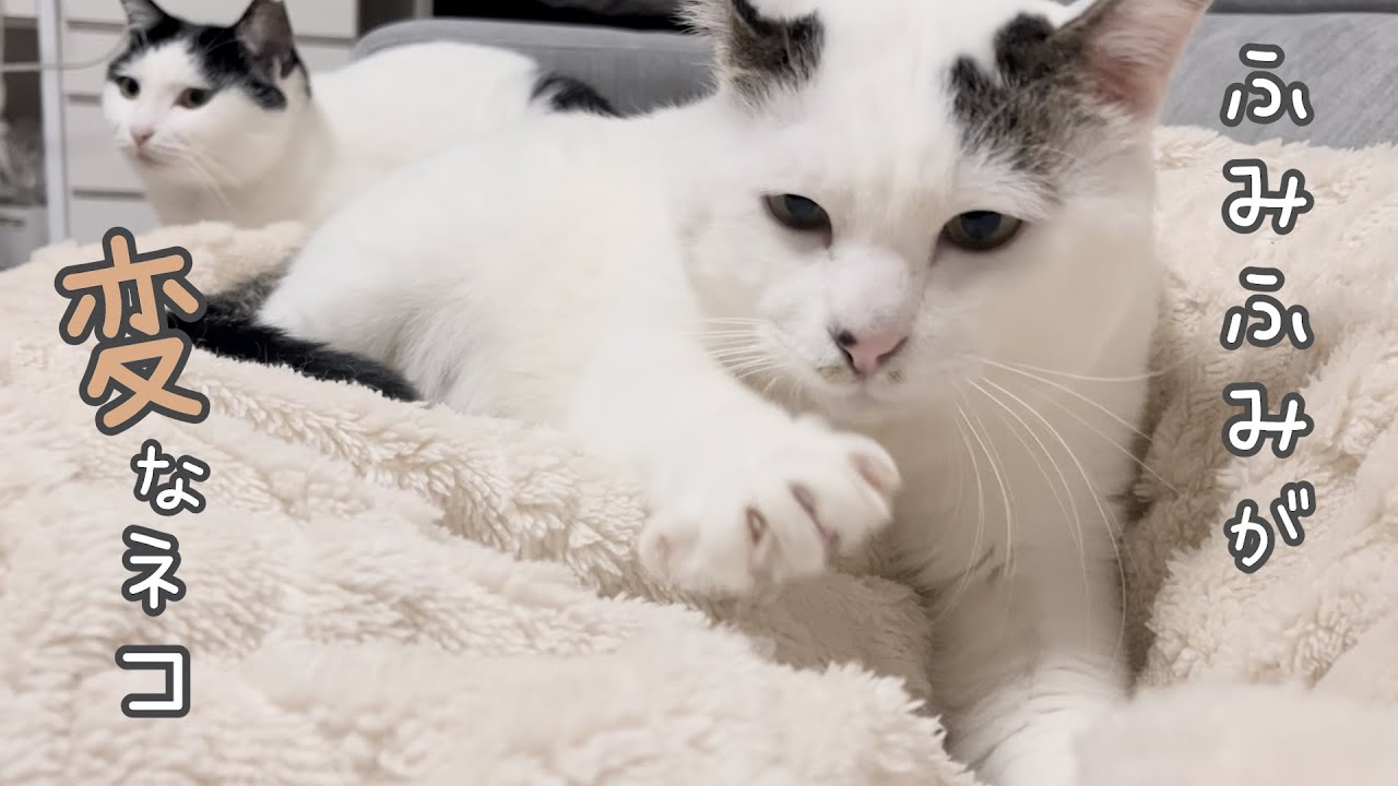 【保護猫】ふみふみしながら変な動きをする猫がこちら　29話