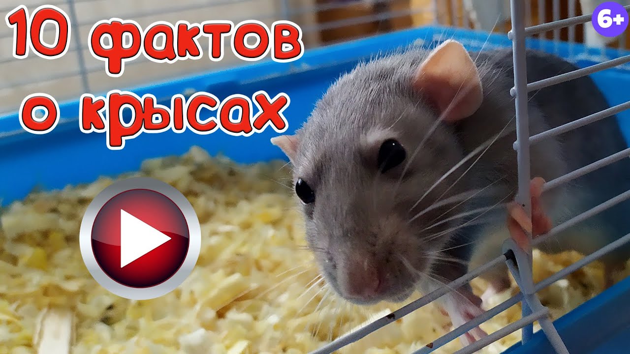 10  Удивительных фактов о крысах.