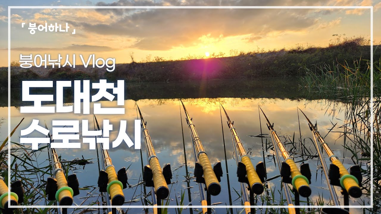 도대천 붕어낚시, 몰황 속 마지막에 찾아 온 붕어, 낚시준비 저는 이렇게 합니다!