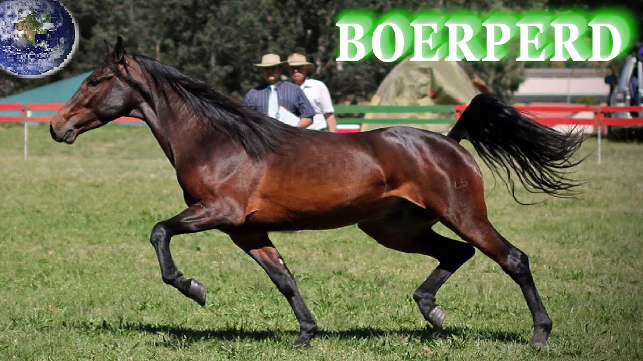 TOP Beautiful Boerperd Horse in the World!