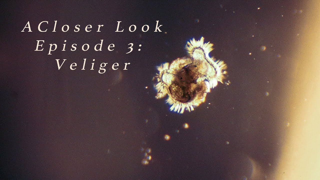 Veliger Larvae