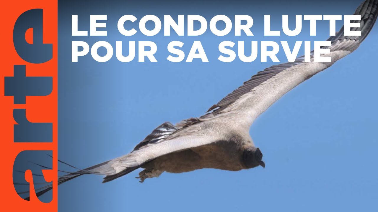 Argentine : mission condors | ARTE Reportage