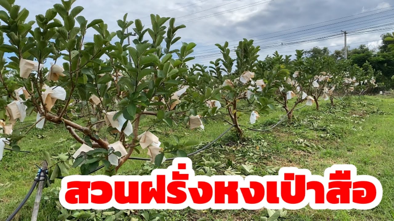 ฝรั่งหงเป่าสือกำลังเป็นที่ต้องการของตลาด รสชาติอร่อย ขายได้ราคาดี สนใจต้นพันธ์ติดต่อที่ 081-8239432