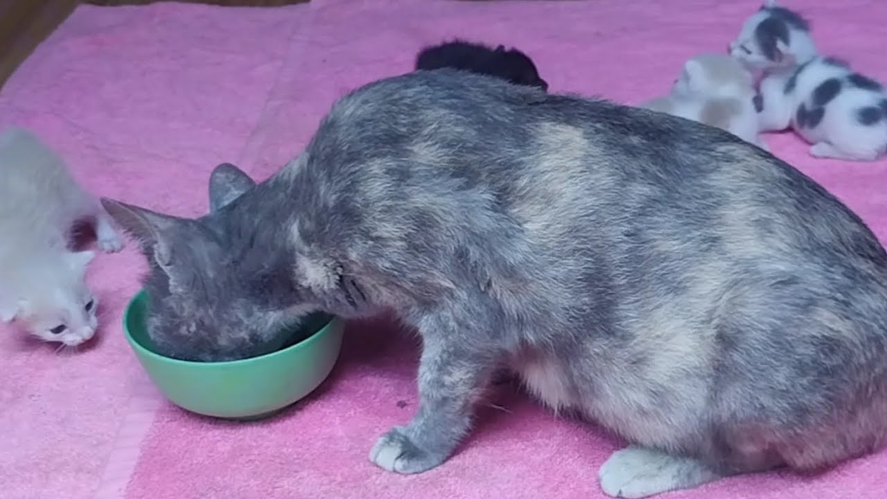 Feeding cute cats and 14-day-old babies playing near mommy. 😻🥰