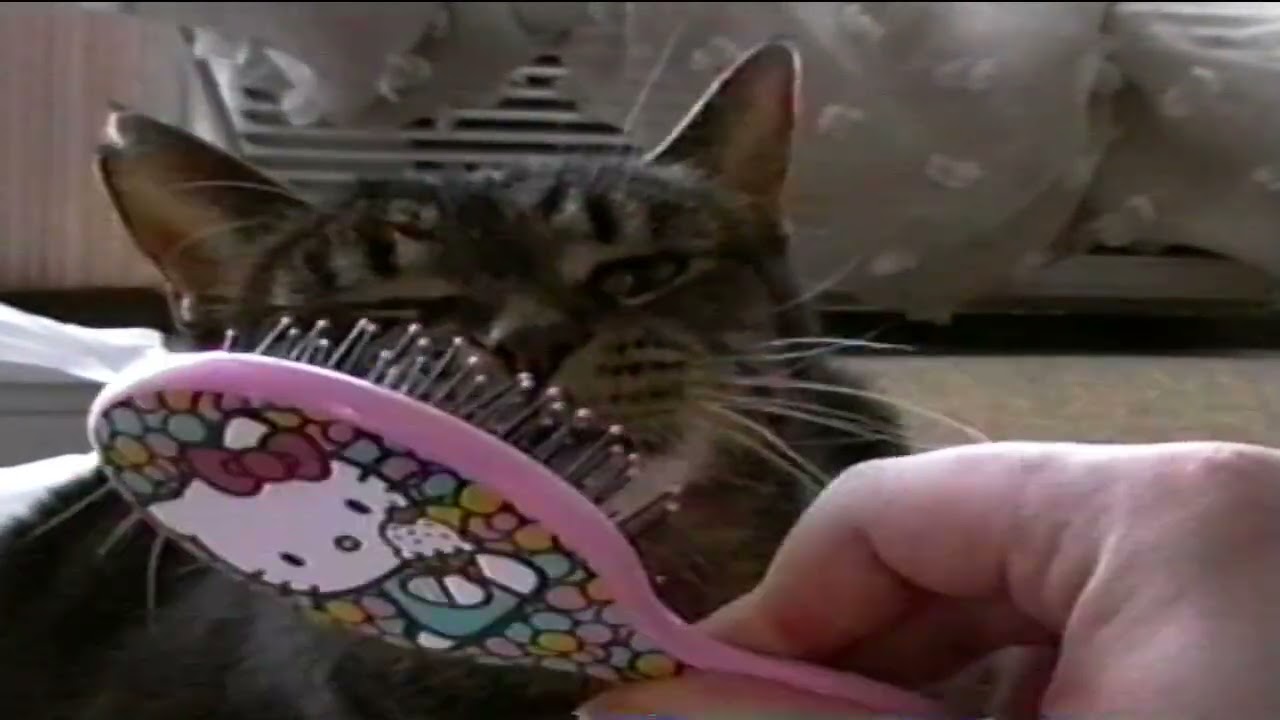 VHS ASMR - Tracing Art and Brushing My Cat