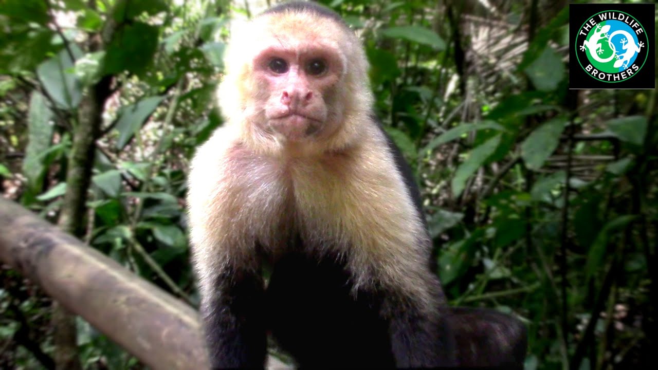 Up Close with MONKEYS in the WILD!