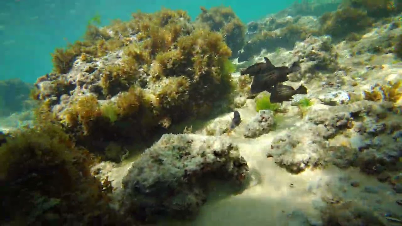 Mergulho em Buzios RN : Um Paraíso Secreto no Nordeste do Brasil! 🌊🐠