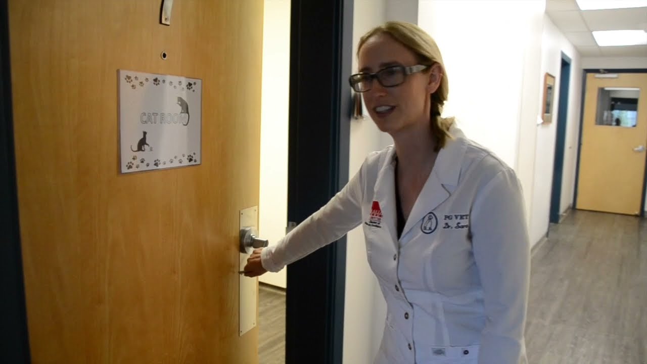PG Vet Cat Room Tour