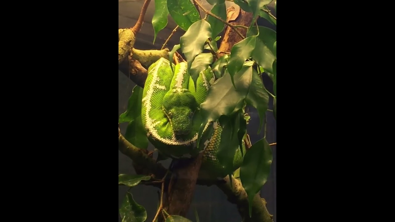 Deadliest Snake - Green Snake on the tree 😳