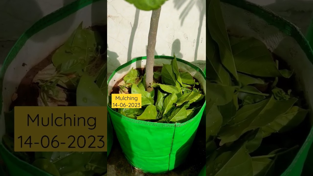 #mulching