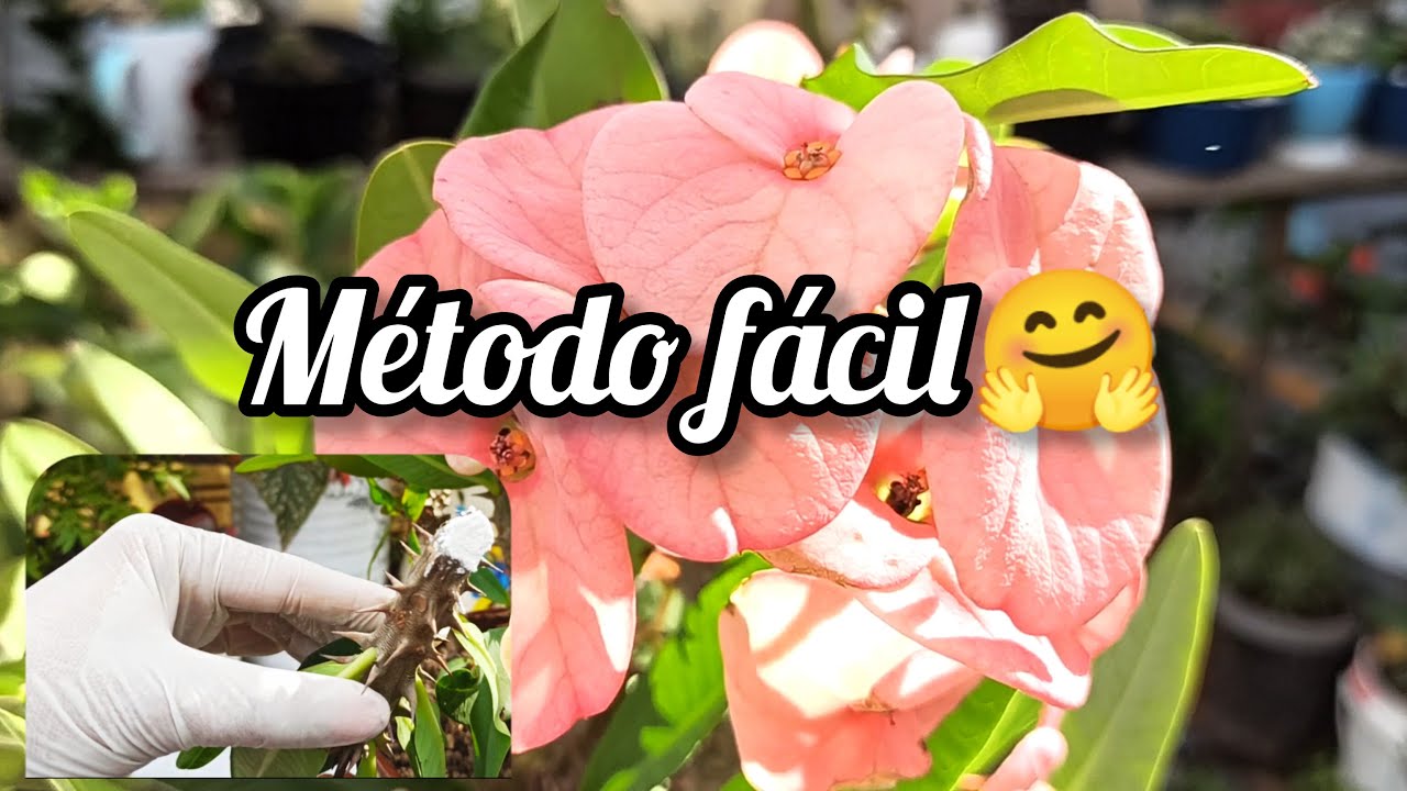 #58//Cómo Reproducir por Esqueje la Corona de cristo?/#Euphorbia Milli.#Corona