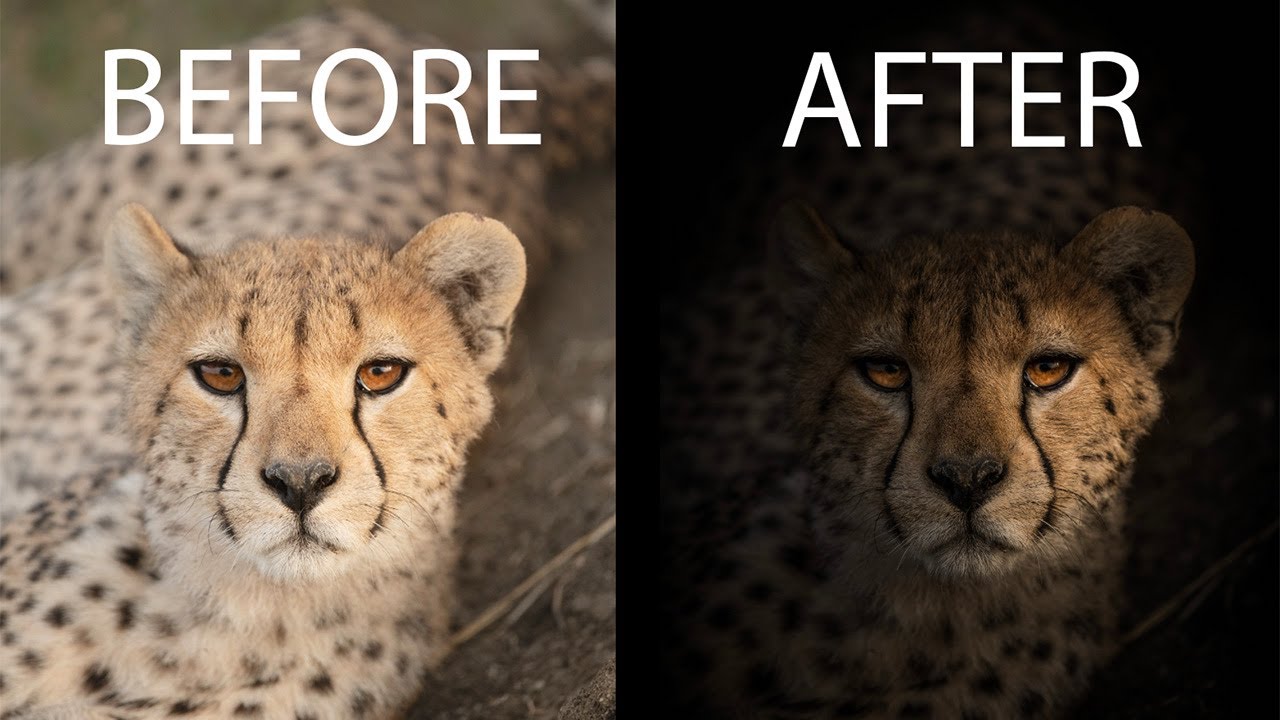 Create DRAMATIC WILDLIFE PORTRAITS using Lightroom