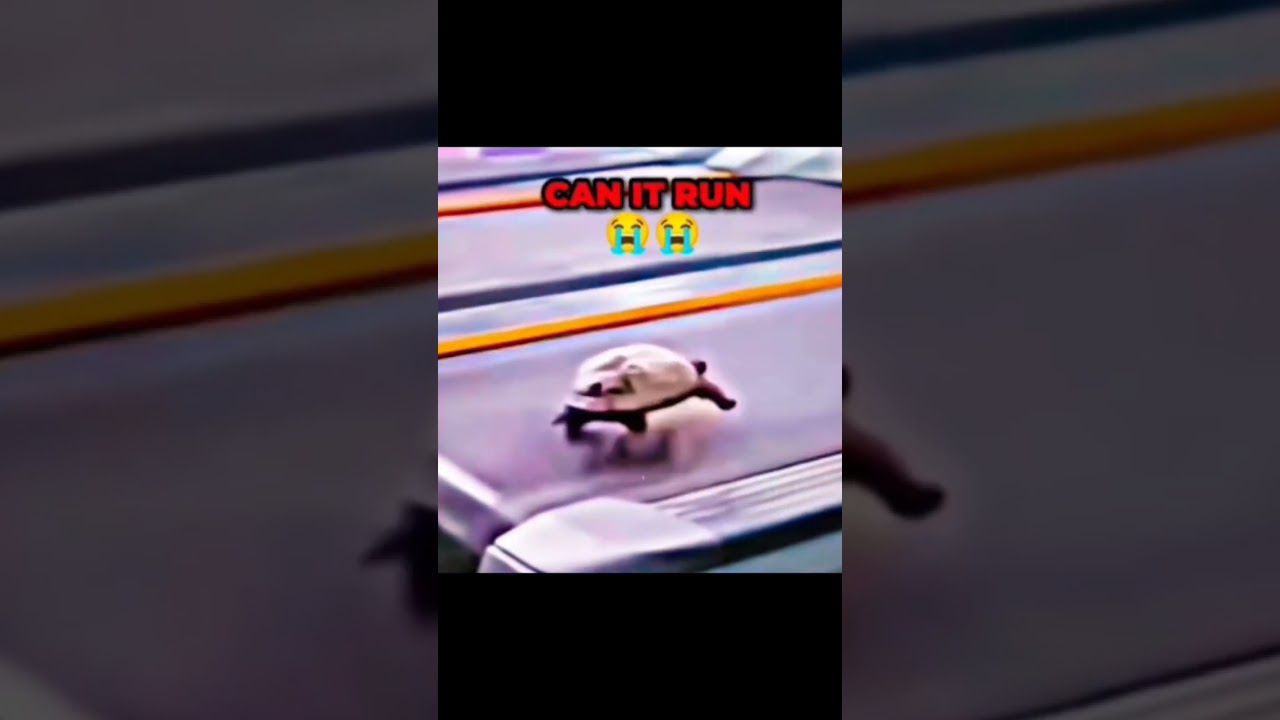 Ain't no wayy🤯 #noway #turtle #treadmill #sigma #flash #fast