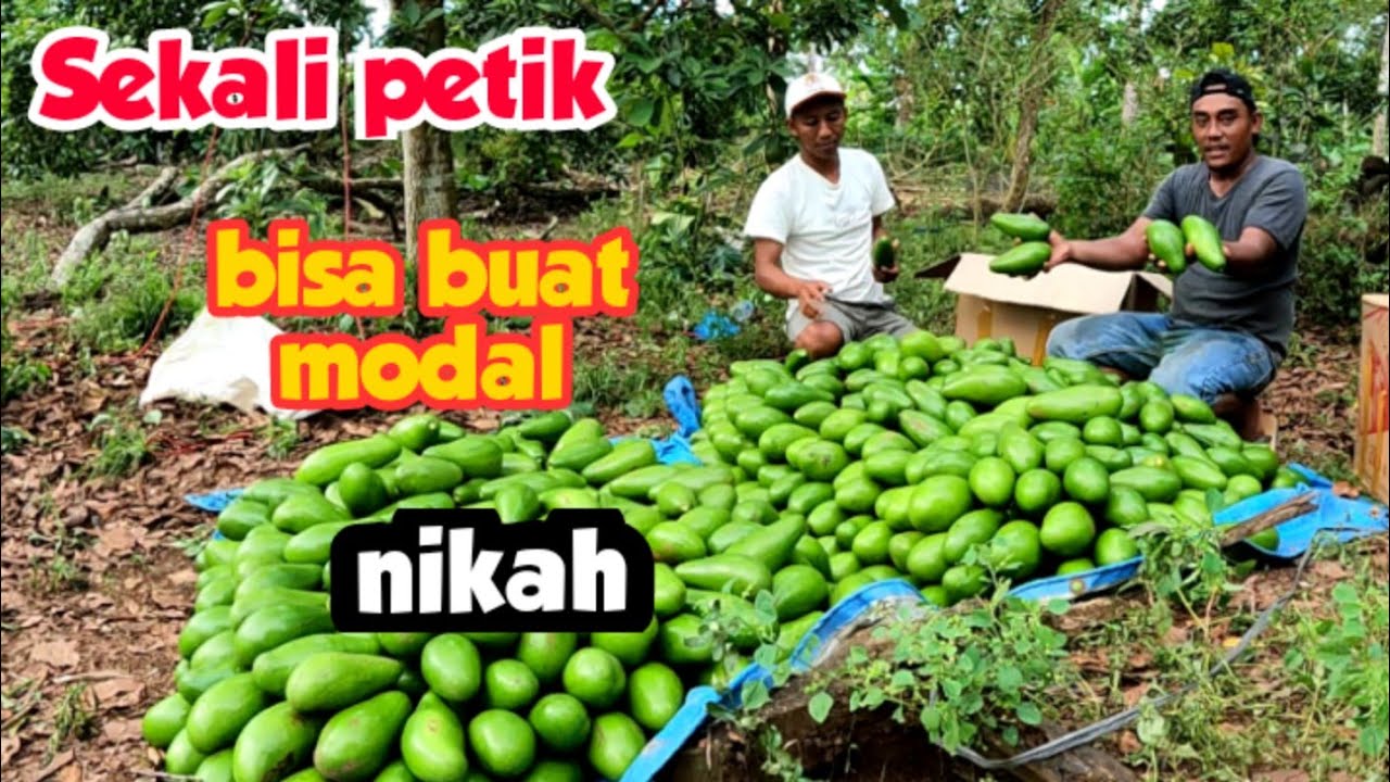 Jutawan Alpukat Lampung Timur