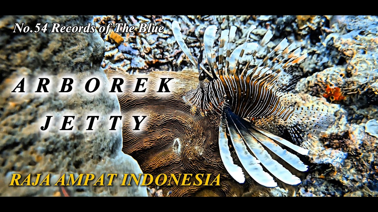 Arborek Jetty | Raja Ampat | Underwater Film | Relaxing | Music | Diving | Indonesia | 라자암팟 | 인도네시아