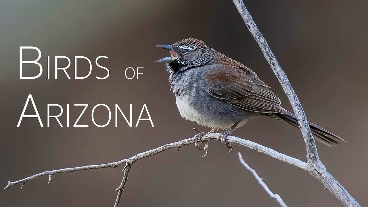 Feathers and Flights: The Magic of Southeast Arizona | Birds of Arizona