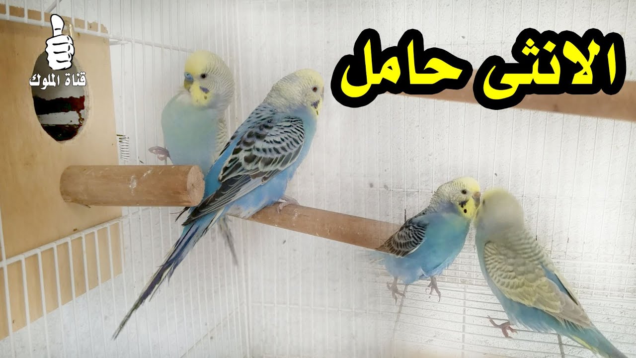 اهم علامة تدل على ان انثى البادجي حامل وسوف تبيض قريباً