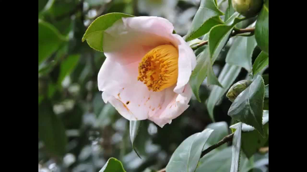 石橋文化センター椿園のツバキ２０１５