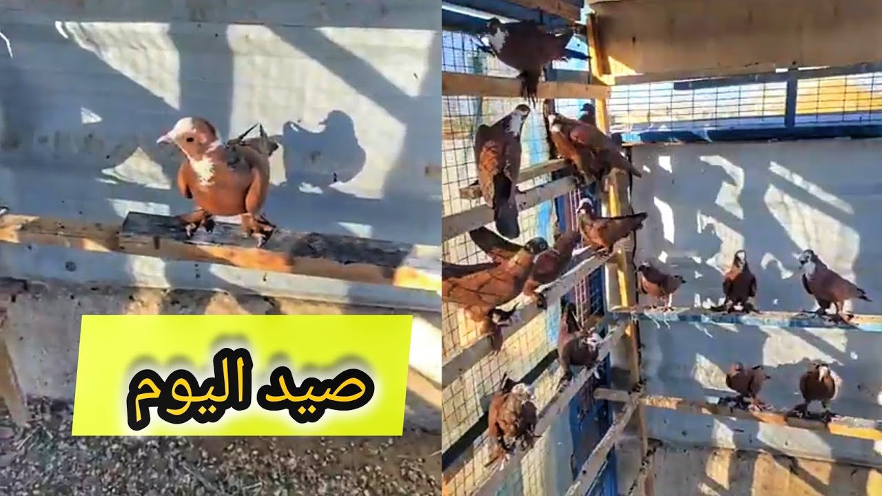 صيد اليوم فصل الصباحي يم الكابتن بركان