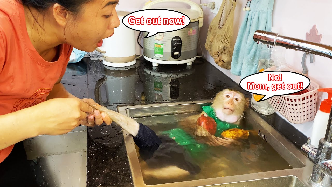 Monkey Lyly deliberately lies in the sink to wash sweet potatoes, I can't stop laughing.