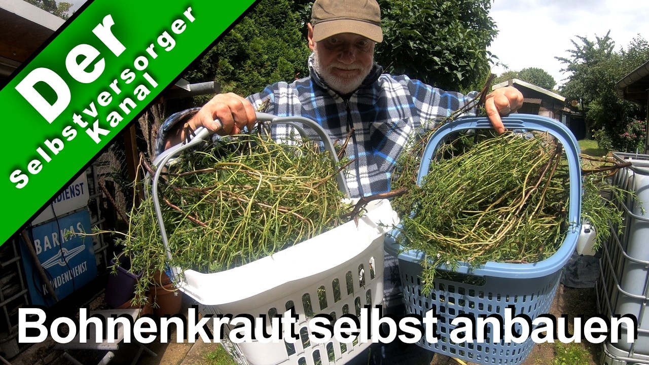 Bohnenkraut selbst im Garten anbauen