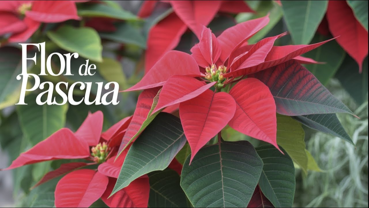 La historia sorprendente de la poinsettia