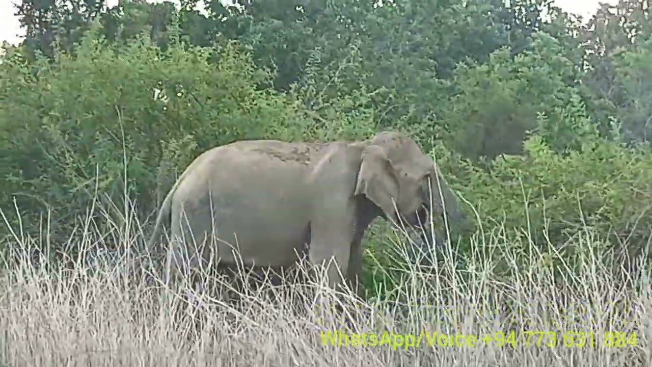 Inginiyagala boat safari Sri Lanka