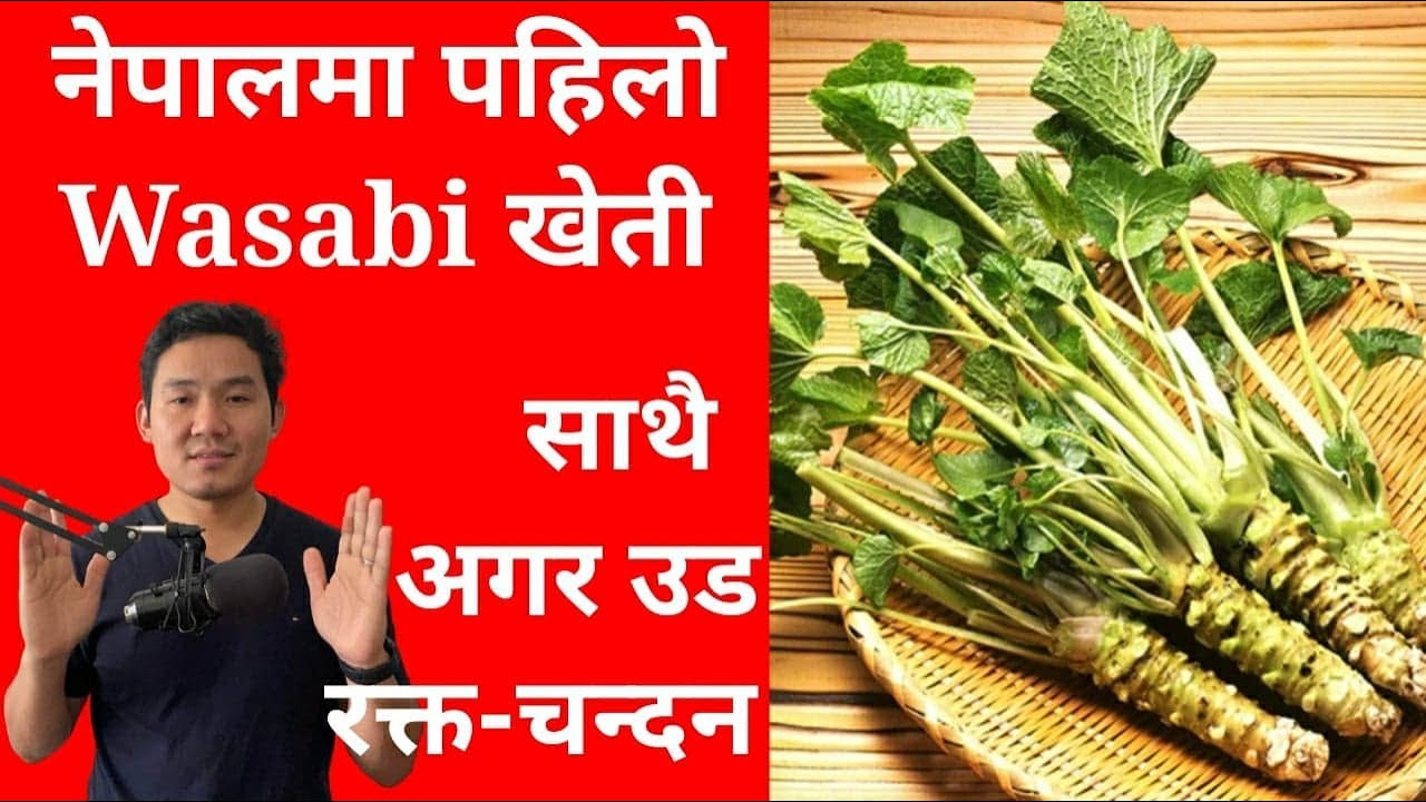 Agarwood र रक्त चन्दनको खेति नेपालमा legal छ कि छैन| बिरुवा कहाँ पाईन्छ ? Wasabi first time in Nepal