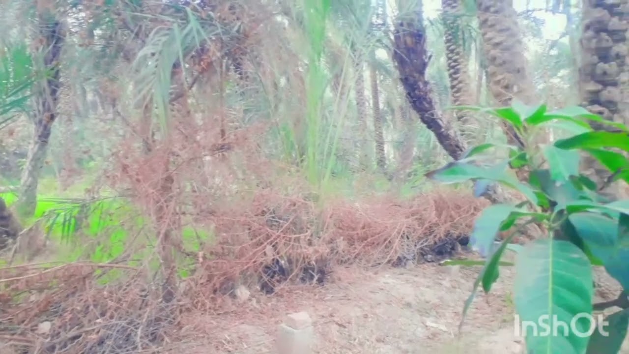 Beautiful Date Palm Garden | Green Village Nature & Peaceful Farm Life