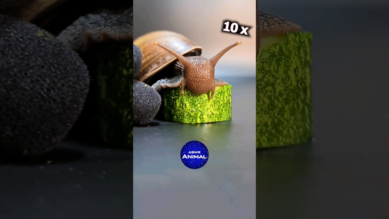 Snail Eating Cucumber ASMR 🐌 #snail #asmr