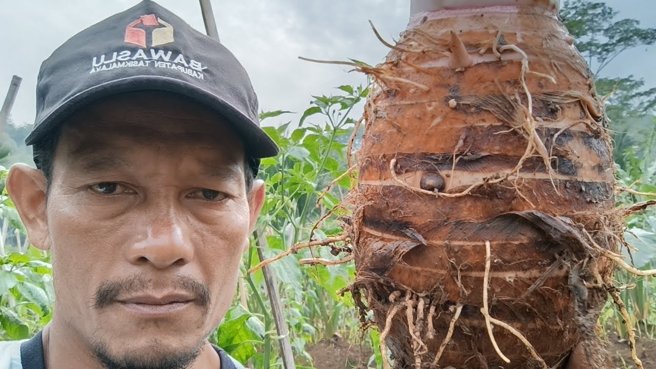 Paska panen talas pratama 2