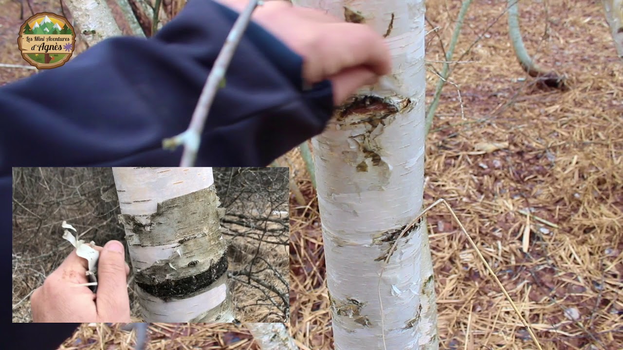 🗝1 Sève de bouleau 👉 : Comment reconnaître un bouleau sans les feuilles? (+peuplier tremble)